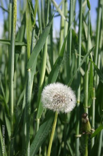 Foto: pusteblume pusteblume