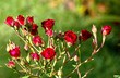 climbing miniature rose.