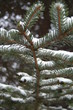 snowy spruce tree branch