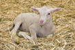 agneau