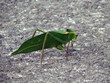 large insect
