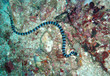 Photo: seekobra seekobra
