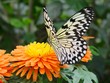 atti´s schmetterling teneriffa