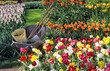 spring bulb gardening