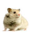 hamster