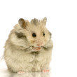 hamster