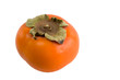 persimmon isolation