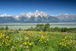 canvas print picture summer wildflowers