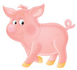 sucking-pig