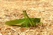 grasshopper grasshopper