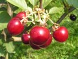 cherries cherries