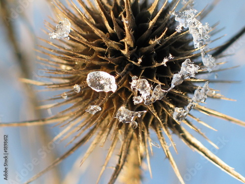 Photo: distel nach eiszeit distel nach eiszeit