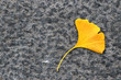 ginkgo