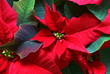weihnachtsstern