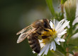bee in the flower