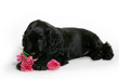 chien cocker