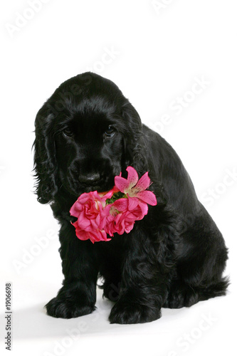 Photo: chien cocker chien cocker