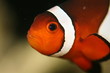 clown fish 1 clown fish 1