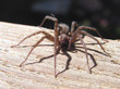 spider 3 spider 3