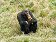 apes 3
