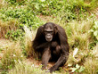 apes 4