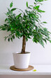 pot plant