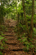 stairs in rain forest