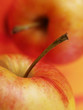 rote äpfel aus dem alten land 4