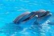 Foto: happy dolphins happy dolphins