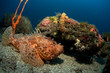 scorpionfish croatia