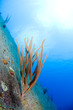 wreck hilma bonaire