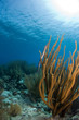 caribbean reef