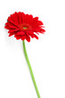 slender gerbera on white slender gerbera on white