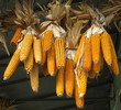 birds fodder