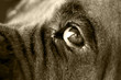 sad dog sad dog