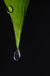 drop falling from a leaf