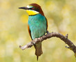bird precious