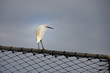 aigrette aigrette