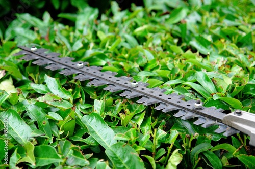 hedge trimmer