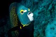 angelfish