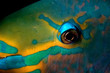 parrotfish