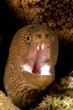 caribbean brown moray