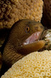 caribbean brown moray