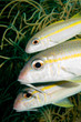 caribbean goatfish family
