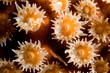 caribbean anemone, abstract