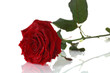 red rose close up red rose close up