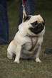 pug on a leash