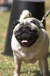 pug dog at a show
