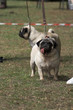 pug with tongue hanging out