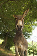 donkey close up